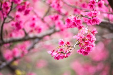 Güzel pembe kiraz çiçeği. Cherry Blossom veya p canlı renkler