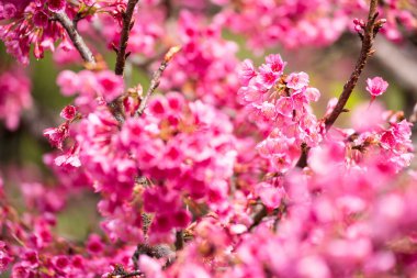 Güzel pembe kiraz çiçeği. Cherry Blossom veya p canlı renkler
