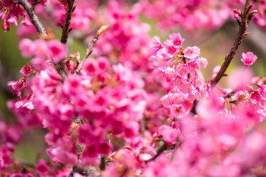 Güzel pembe kiraz çiçeği. Cherry Blossom veya p canlı renkler