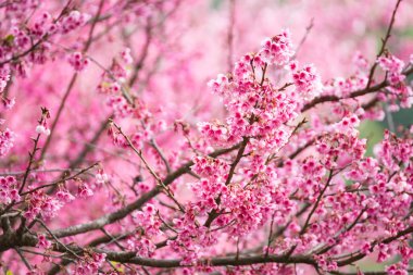Güzel pembe kiraz çiçeği. Cherry Blossom veya p canlı renkler