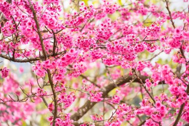 Güzel pembe kiraz çiçeği. Cherry Blossom veya p canlı renkler