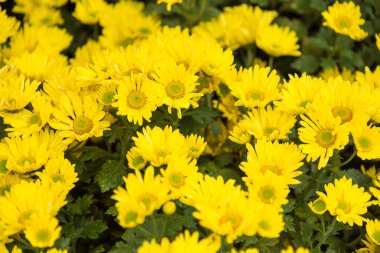 Sarı Kasımpatı arka plan, sonbahar çiçek buketi. Tayland