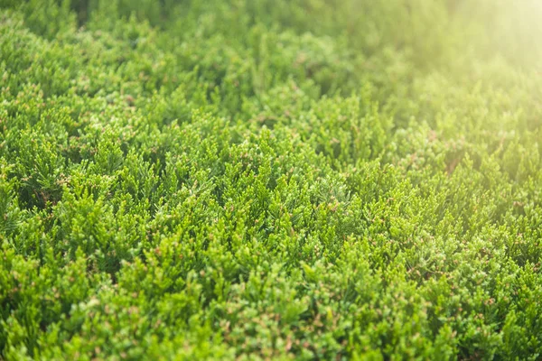 新鮮な緑のシダの葉 自然の背景のため — ストック写真