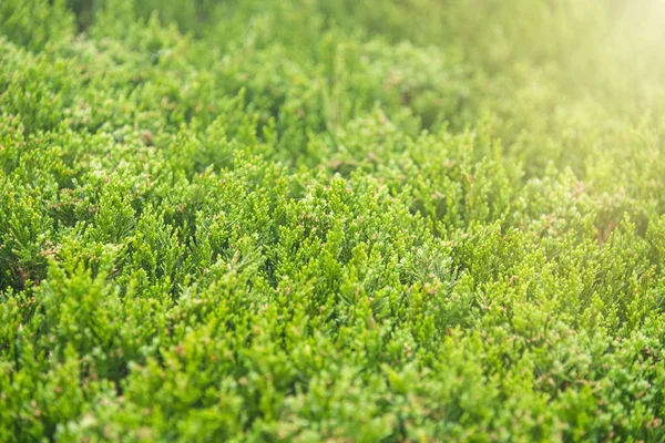 Folhas Samambaia Verde Fresco Para Fundo Natureza Tailândia — Fotografia de Stock