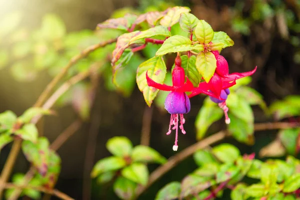 Schöne Fuchsia Blumen Garten Thailand — Stockfoto