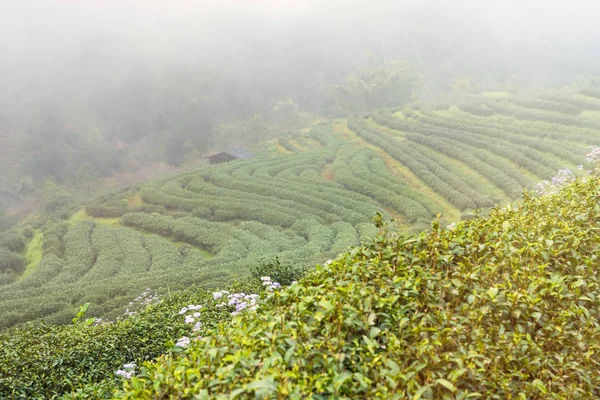 Vista Del Paisaje Tea Plantation 2000 Por Mañana Día Niebla —  Fotos de Stock