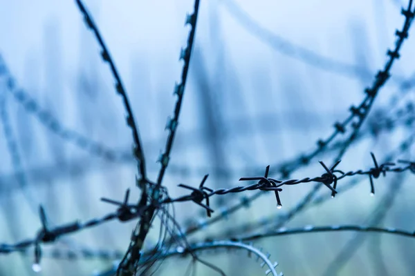 Protective Fencing Specially Protected Object Barbed Wire Stamped Barbed Wire — Stock Photo, Image