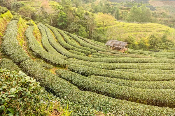Zobrazení na šířku na čajové plantáže 2000 ráno mlha — Stock fotografie