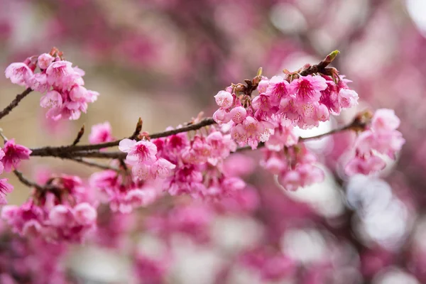 Gyönyörű rózsaszín cseresznyevirág. Élénk színű, Cherry Blossom vagy p — Stock Fotó