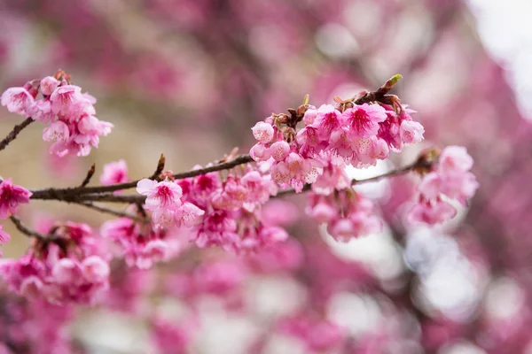 Gyönyörű rózsaszín cseresznyevirág. Élénk színű, Cherry Blossom vagy p — Stock Fotó