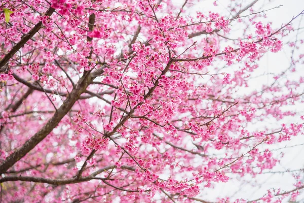 美丽的粉红色樱桃花。樱桃花或 p 的鲜艳颜色 — 图库照片