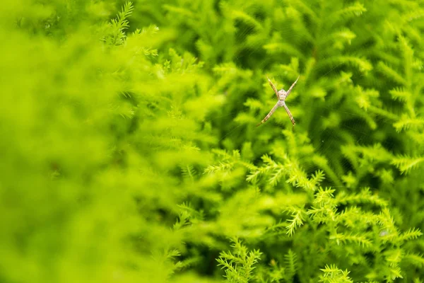 Edderkopp og spindelvev på friske, grønne bladverk til naturens bakside – stockfoto