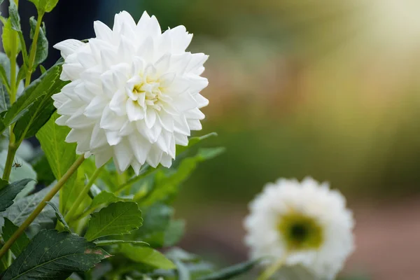 Vackra blommande bakgrund som zinnea-vit. — Stockfoto