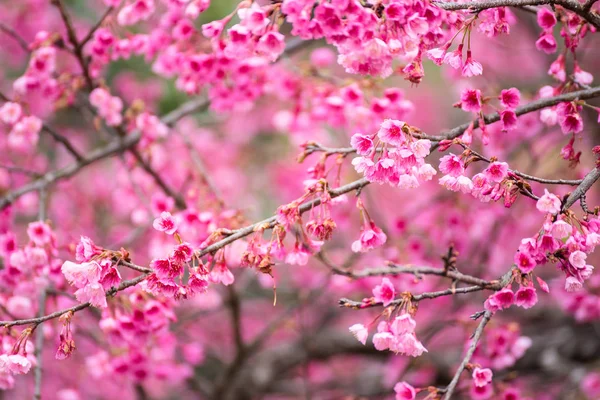 Gyönyörű rózsaszín cseresznyevirág. Élénk színű, Cherry Blossom vagy p — Stock Fotó