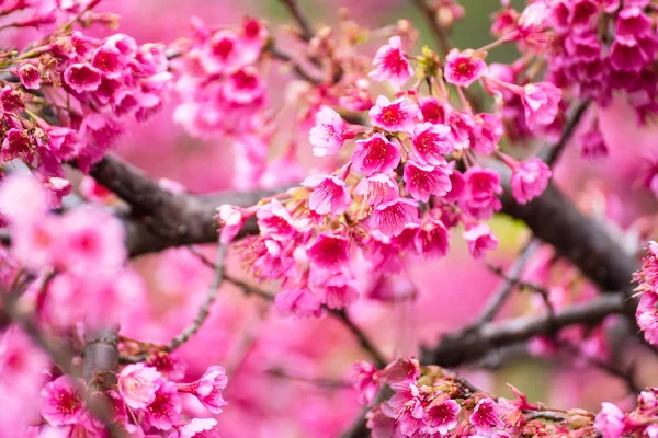 Krásný růžový třešňový květ. Možnost ostré barvy o třešňový květ nebo p — Stock fotografie