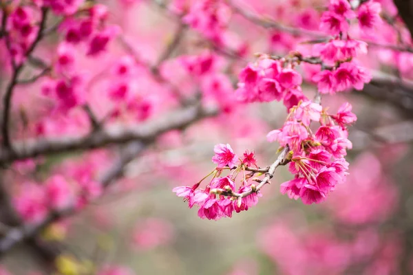 Gyönyörű rózsaszín cseresznyevirág. Élénk színű, Cherry Blossom vagy p — Stock Fotó