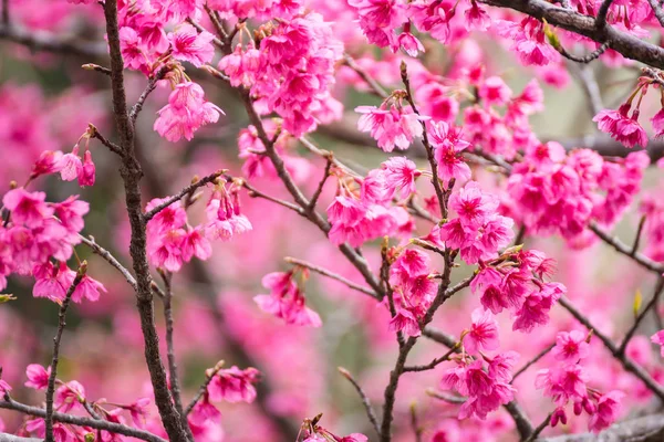 Krásný růžový třešňový květ. Možnost ostré barvy o třešňový květ nebo p — Stock fotografie