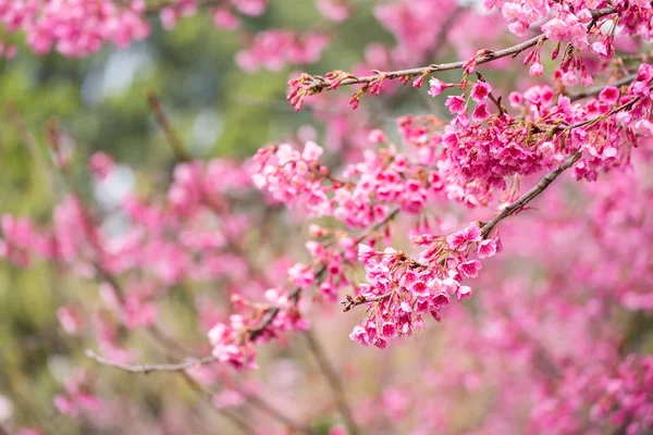 Beautiful pink cherry blossom.Vivid color of Cherry Blossom or p — Stock Photo, Image