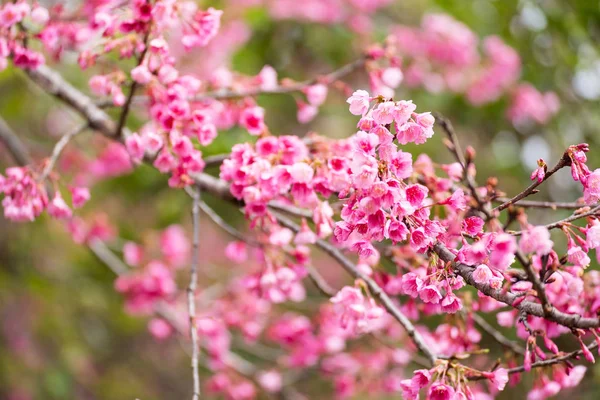 Gyönyörű rózsaszín cseresznyevirág. Élénk színű, Cherry Blossom vagy p — Stock Fotó