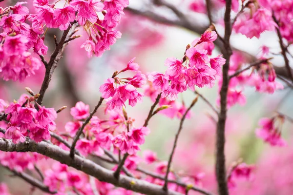 Gyönyörű rózsaszín cseresznyevirág. Élénk színű, Cherry Blossom vagy p — Stock Fotó