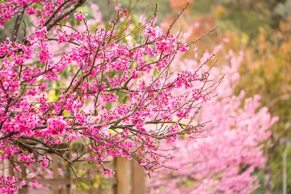 Gyönyörű rózsaszín cseresznyevirág. Élénk színű, Cherry Blossom vagy p — Stock Fotó