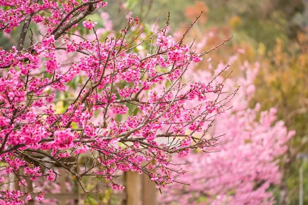 Gyönyörű rózsaszín cseresznyevirág. Élénk színű, Cherry Blossom vagy p — Stock Fotó