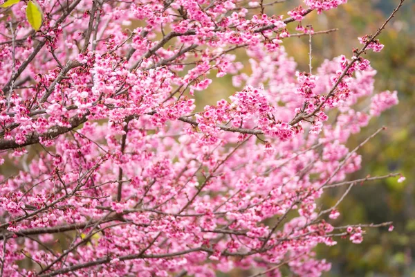 Gyönyörű rózsaszín cseresznyevirág. Élénk színű, Cherry Blossom vagy p — Stock Fotó