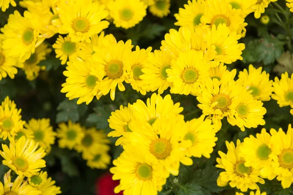 노란 국화 배경가 꽃 꽃다발입니다. 태국 — 스톡 사진