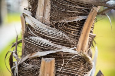 Palmiye ağaçları gövde.