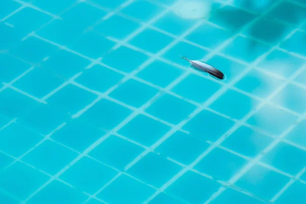 Feathers of pigeons on the surface of the pool. — Stock Photo, Image