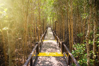 Ağaç tünel, ahşap köprü, mangrov Forest.Thailand.
