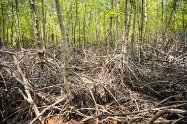 Mangrov orman Prachuab Khirikhan, Tayland.
