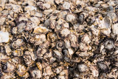 Ölü midye kalıntıları beton yapılar üzerinde yer almaktadır..