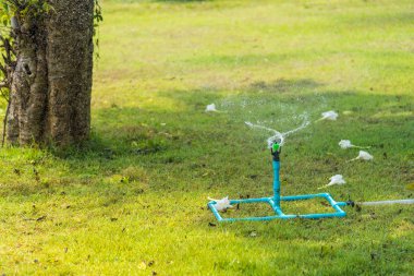 Çim yağmurlama ile yeşil çimen, yakın çekim. Tayland.