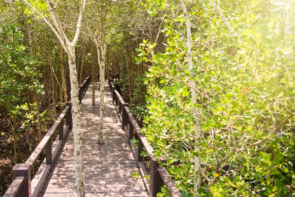 Túnel de árvore, ponte de madeira na floresta de manguezal. Tailândia . — Fotografia de Stock