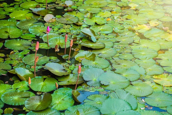 Бутон цветка лотоса, фоном является лист лотоса в р — стоковое фото