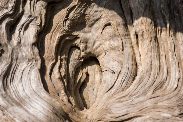 A viharvert öreg fa természetes háttér partra driftwood közel — Stock Fotó