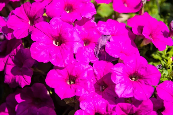 Afbeelding vol kleurrijke Petunia (Petunia hybrida) bloemen. — Stockfoto