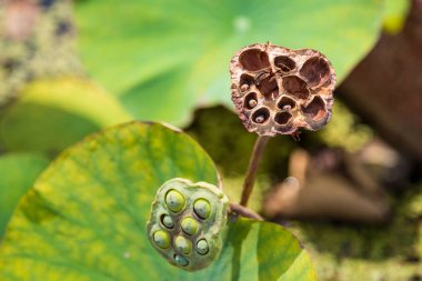 Depo, arka plan kurutulmuş lotus yaprak kadar kapalı.