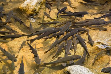 Mahseer barb Chanthaburi şelale Milli Park Ulusal par
