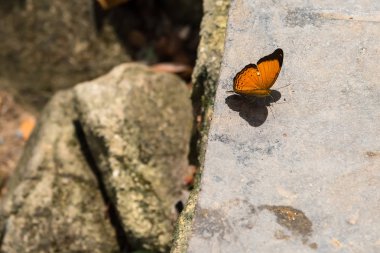 Kelebek yerde kal. Tayland.