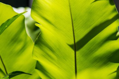 Closeup doğal görünümü ile kopya alanı natu kullanarak yeşil yaprak