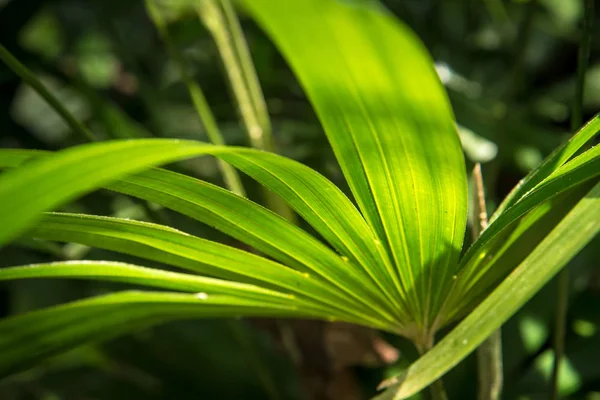 Closeup doğal görünümü ile kopya alanı natu kullanarak yeşil yaprak — Stok fotoğraf