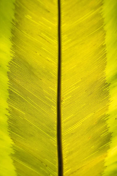 Closeup vista natural da folha verde com espaço de cópia usando como natu — Fotografia de Stock
