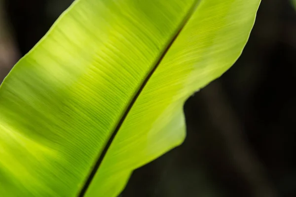 Nahaufnahme natürliche Ansicht des grünen Blattes mit Kopierraum unter Verwendung als natu — Stockfoto