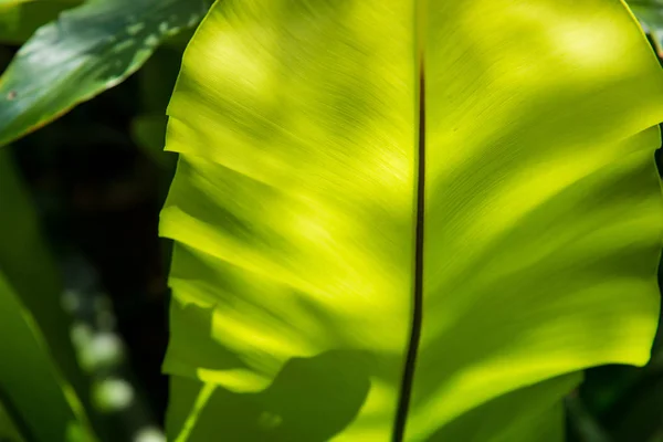 Primer plano vista natural de la hoja verde con espacio de copia utilizando como natu — Foto de Stock