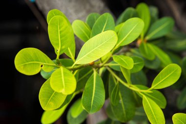 Kopyalama alanı doğa arka plan veya duvar kağıdı olarak kullanıldığında ile yeşil yaprak closeup doğal görünümünü
