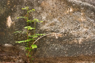 Küçük ağaç-sırasında büyüme çimento duvar-vintage temalar üzerinde. Eski duvarda bitki. Tayland