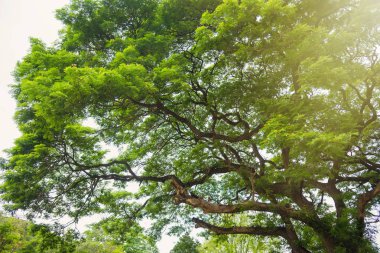 Ağacın dalı ve yeşil yaprakları ile. Tayland