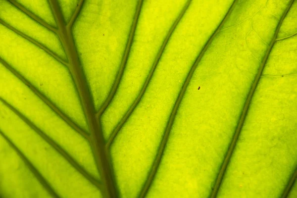 Gros Plan Vue Naturelle Feuille Verte Avec Espace Copie Utilisant — Photo